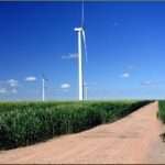 wind turbines in corn field