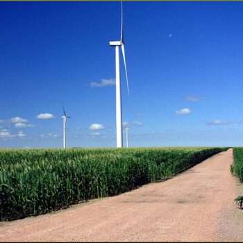wind turbines in corn field